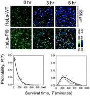 Graphical abstract: Quantitative analysis of resistance to natural killer attacks reveals stepwise killing kinetics