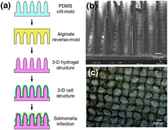 Graphical abstract: Three-dimensional intestinal villi epithelium enhances protection of human intestinal cells from bacterial infection by inducing mucin expression