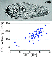 Graphical abstract: Paramecium swimming and ciliary beating patterns: a study on four RNA interference mutations