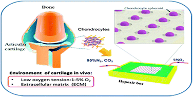 Graphical abstract: Hypoxia combined with spheroid culture improves cartilage specific function in chondrocytes