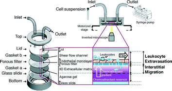 Graphical abstract: A novel device to concurrently assess leukocyte extravasation and interstitial migration within a defined 3D environment