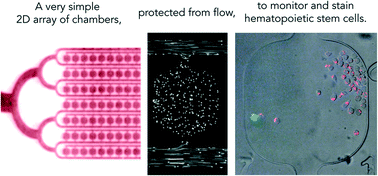 Graphical abstract: Design of a 2D no-flow chamber to monitor hematopoietic stem cells