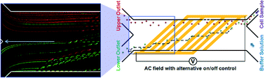 Graphical abstract: Continuous-flow sorting of stem cells and differentiation products based on dielectrophoresis