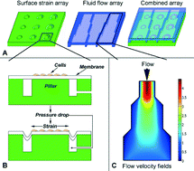 Graphical abstract: A medium throughput device to study the effects of combinations of surface strains and fluid-flow shear stresses on cells