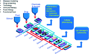 Graphical abstract: In vitro micro-physiological models for translational immunology