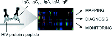 Graphical abstract: HIV microarray for the mapping and characterization of HIV-specific antibody responses
