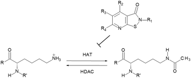 Graphical abstract: Pyrido- and benzisothiazolones as inhibitors of histone acetyltransferases (HATs)