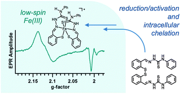 Graphical abstract: Intracellular reduction/activation of a disulfide switch in thiosemicarbazone iron chelators