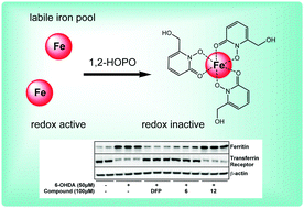 Graphical abstract: Protection from neurodegeneration in the 6-hydroxydopamine (6-OHDA) model of Parkinson's with novel 1-hydroxypyridin-2-one metal chelators