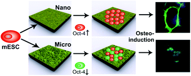 Graphical abstract: Maintaining the pluripotency of mouse embryonic stem cells on gold nanoparticle layers with nanoscale but not microscale surface roughness
