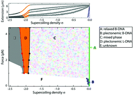 Graphical abstract: Experimental phase diagram of negatively supercoiled DNA measured by magnetic tweezers and fluorescence