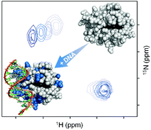 Graphical abstract: Study of Cytochrome c-DNA Interaction – Evaluation of Binding Sites on the Redox Protein
