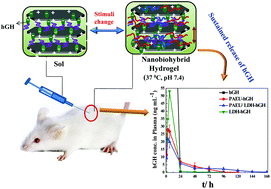 Graphical abstract: Nanostructure controlled sustained delivery of human growth hormone using injectable, biodegradable, pH/temperature responsive nanobiohybrid hydrogel