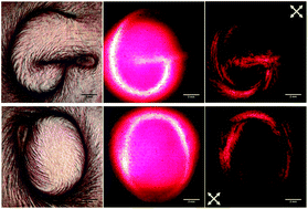 Graphical abstract: Graphene oxide liquid crystals for reflective displays without polarizing optics
