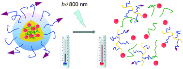 Graphical abstract: Conjugated polymer and drug co-encapsulated nanoparticles for Chemo- and Photo-thermal Combination Therapy with two-photon regulated fast drug release