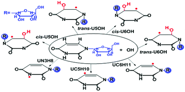 Graphical abstract: Theoretical study of the reaction of hydroxyl radicals with uridine: the influence of ribose and solvent