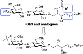 Graphical abstract: A divergent approach to the synthesis of iGb3 sugar and lipid analogues via a lactosyl 2-azido-sphingosine intermediate
