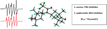 Graphical abstract: Synthesis, physicochemical properties and antimicrobial activity of mono-/dinitroxyl amides