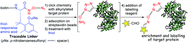 Graphical abstract: Development of a traceable linker containing a thiol-responsive amino acid for the enrichment and selective labelling of target proteins