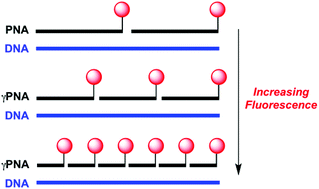 Graphical abstract: Cooperative hybridization of γPNA miniprobes to a repeating sequence motif and application to telomere analysis