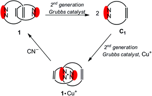 Graphical abstract: Copper(i)-induced amplification of a [2]catenane in a virtual dynamic library of macrocyclic alkenes