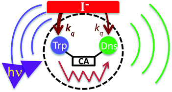 Graphical abstract: Two-channel dansyl/tryptophan emitters with a cholic acid bridge as reporters for local hydrophobicity within supramolecular systems based on bile salts