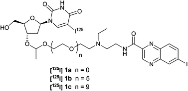 Graphical abstract: PEGylation enhances the tumor selectivity of melanoma-targeted conjugates