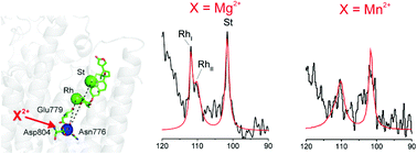 Graphical abstract: Ligand orientation in a membrane-embedded receptor site revealed by solid-state NMR with paramagnetic relaxation enhancement