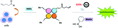 Graphical abstract: Metabolic alkene labeling and in vitro detection of histone acylation via the aqueous oxidative Heck reaction