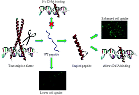 Graphical abstract: Stapling monomeric GCN4 peptides allows for DNA binding and enhanced cellular uptake