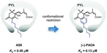 Graphical abstract: Conformationally restricted 3′-modified ABA analogs for controlling ABA receptors