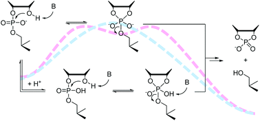 Graphical abstract: Buffer catalyzed cleavage of uridylyl-3′,5′-uridine in aqueous DMSO: comparison to its activated analog, 2-hydroxypropyl 4-nitrophenyl phosphate
