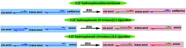 Graphical abstract: Excited state proton transfer of 2-(2′-hydroxyphenyl)benzimidazole and its nitrogen substituted analogues in bovine serum albumin