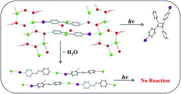 Graphical abstract: Role of hydrogen bonds in molecular packing of photoreactive crystals: templating photodimerization of protonated stilbazoles in crystalline state with a combination of water molecules and chloride ions