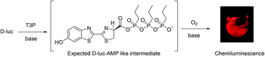 Graphical abstract: A firefly inspired one-pot chemiluminescence system using n-propylphosphonic anhydride (T3P)