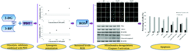 Graphical abstract: Energy metabolism targeted drugs synergize with photodynamic therapy to potentiate breast cancer cell death