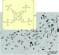 Graphical abstract: Photoinactivation of Candida albicans and Escherichia coli using aluminium phthalocyanine on gold nanoparticles
