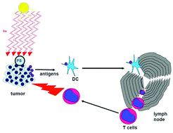 Graphical abstract: T-cell mediated anti-tumor immunity after photodynamic therapy: why does it not always work and how can we improve it?