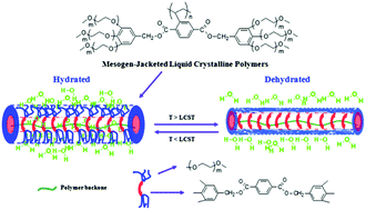 Graphical abstract: Mesogen-jacketed liquid crystalline polymers with peripheral oligo(ethylene oxide) chains: phase structure and thermoresponsive behavior