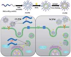 Graphical abstract: Biostable and bioreducible polymersomes for intracellular delivery of doxorubicin