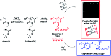 Graphical abstract: Innovative well-defined primary amine-based polyacrylates for plasmid DNA complexation
