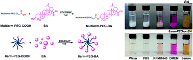 Graphical abstract: Water soluble multiarm-polyethylene glycol–betulinic acid prodrugs: design, synthesis, and in vivo effectiveness