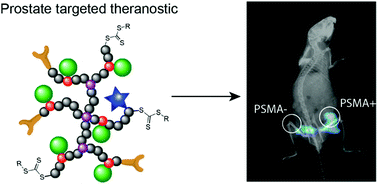 Graphical abstract: Development of a polymer theranostic for prostate cancer