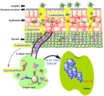 Graphical abstract: Microneedle-assisted dendritic cell-targeted nanoparticles for transcutaneous DNA immunization
