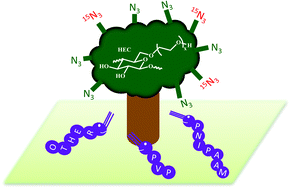 Graphical abstract: Graft copolymers of hydroxyethyl cellulose by a ‘grafting to’ method: 15N labelling as a powerful characterisation tool in ‘click’ polymer chemistry