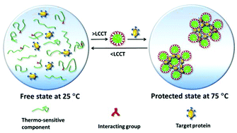 Graphical abstract: A new design of ionic complexation and its application for efficient protection of proteins