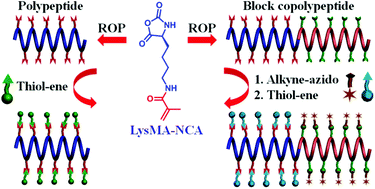 Graphical abstract: ε-Methacryloyl-l-lysine based polypeptides and their thiol–ene click functionalization