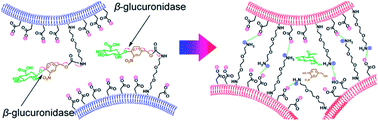 Graphical abstract: Self-immolative trigger-initiated polydiacetylene probe for β-glucuronidase activity