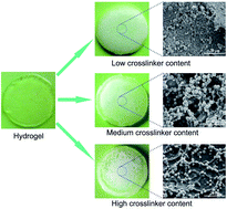 Graphical abstract: Biomimetic mineralization of anionic gelatin hydrogels: effect of degree of methacrylation