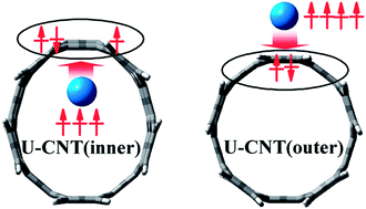 Graphical abstract: Carbon nanotubes adsorb U atoms differently in their inner and outer surfaces